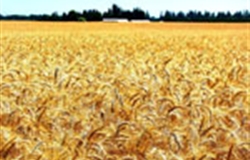2013年我国小麦质量状况_标清